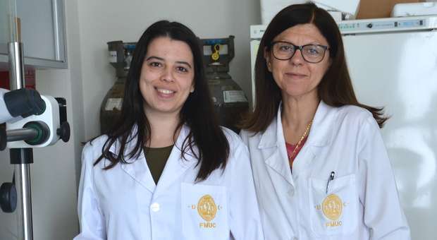 Investigadores da UC desenvolvem pâncreas bioartificial