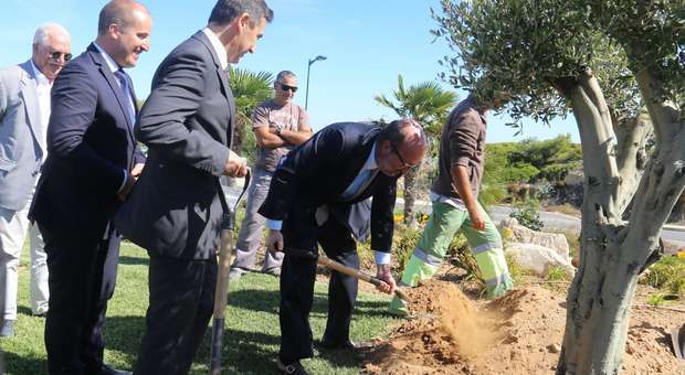 Ministro do Ambiente planta uma oliveira