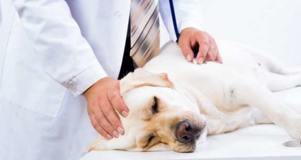 Chega a Portugal nova vacina contra a Leishmaniose Canina