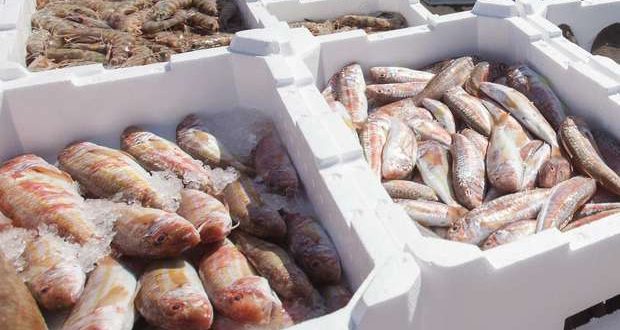Mais Peixe e maior volume de negócios nas lotas portuguesas