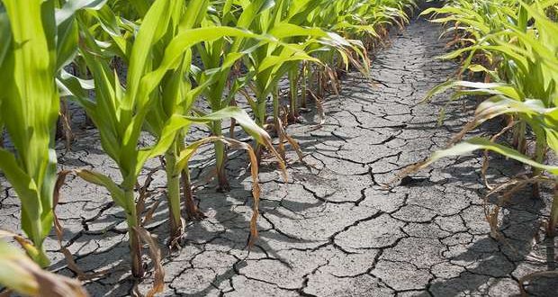 Os efeitos da seca dispararam os alarmes dos agricultores