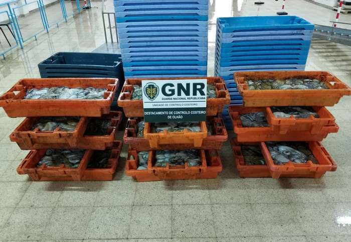 GNR apreendeu mais de 300 kilos de Polvo em Olhão