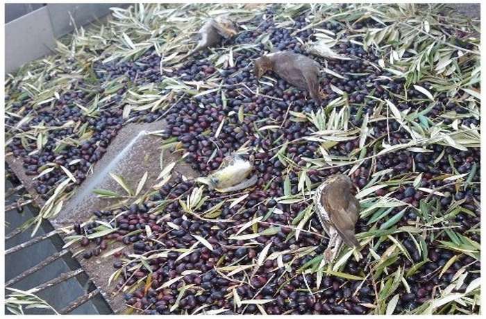 Apanha mecanizada de azeitona mata milhares de aves