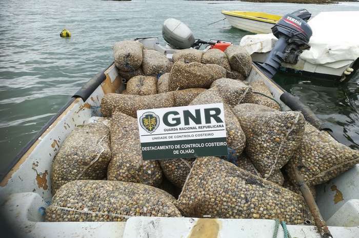 GNR apreende uma tonelada de berbigão na Ria Formosa