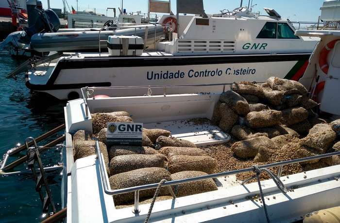 GNR de Olhão apreende 3 toneladas de berbigão juvenil