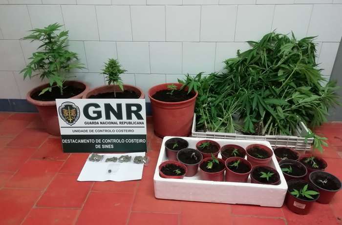 GNR apreende plantação de cannabis em Aljezur