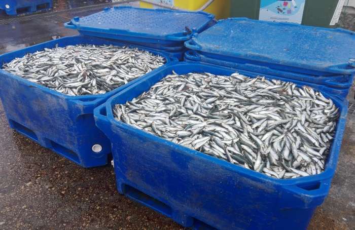 Apreendidas 3.100 Kgs de sardinha por fuga à Lota
