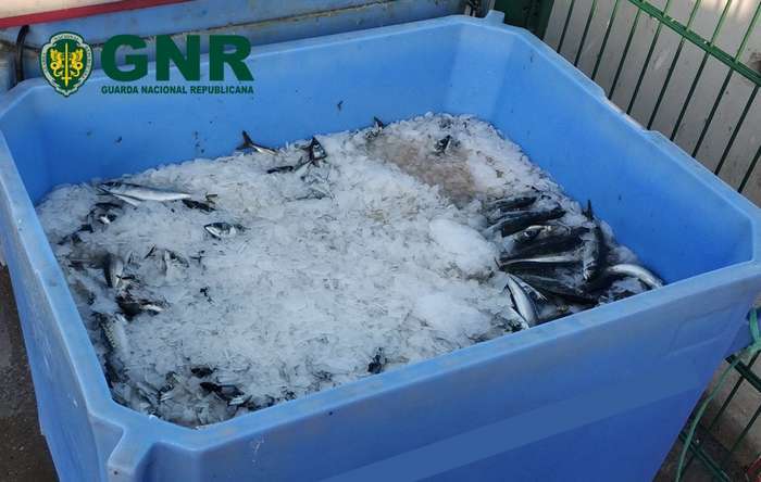 GNR de Olhão apreendeu 280 Kg de peixe por fuga à lota