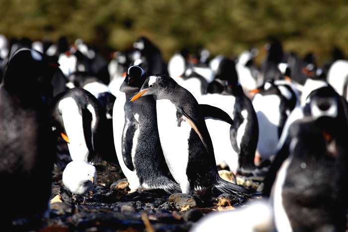Microplásticos encontrados em pinguins na Antártida