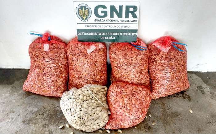GNR de Olhão apreende de 152 Kg de bivalves