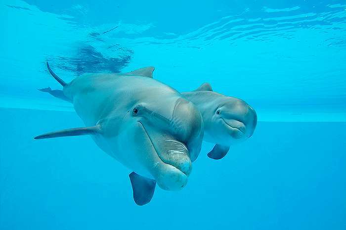 Jardim Zoológico apresenta o Bebé golfinho no Dia da Mãe
