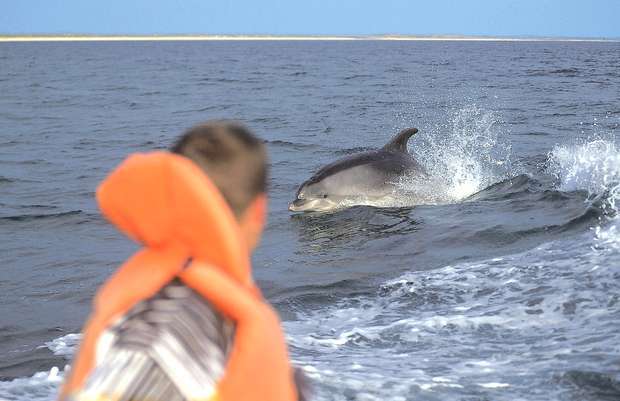 Campanha promove a proteção dos Golfinhos do Sado