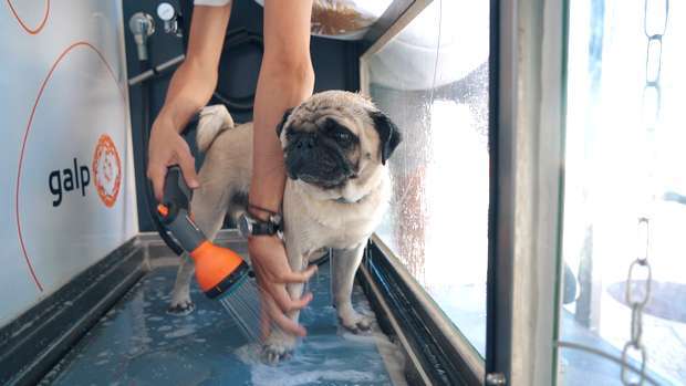 A Galp inaugura o primeiro "Dog Wash" no Oeiras Parque