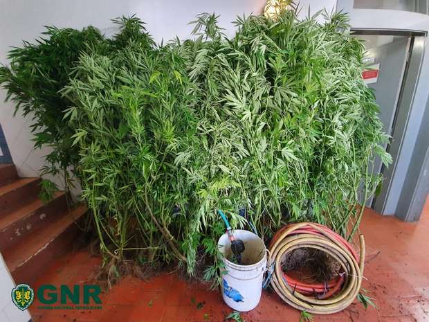 GNR acaba com plantação de cannabis em Monchique