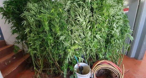 GNR acaba com plantação de cannabis em Monchique