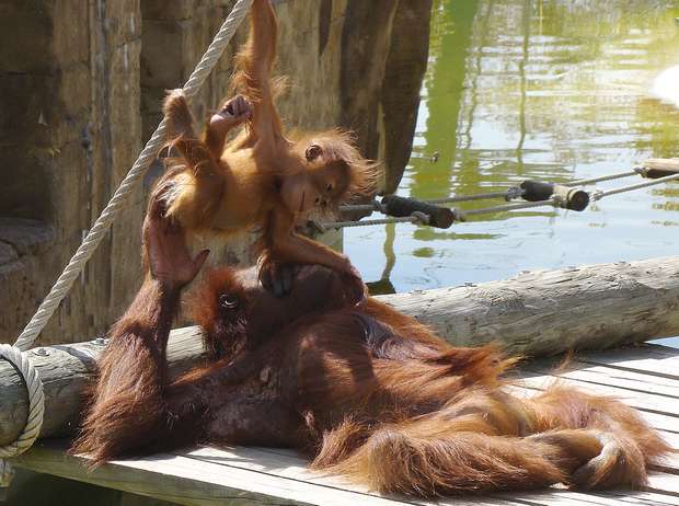 Dia Mundial do Orangotango no Jardim Zoológico de Lisboa