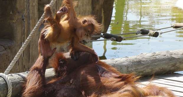 Dia Mundial do Orangotango no Jardim Zoológico de Lisboa