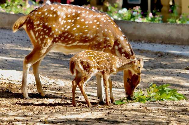 Veados da Birmânia nascidos no Jardim Zoológico