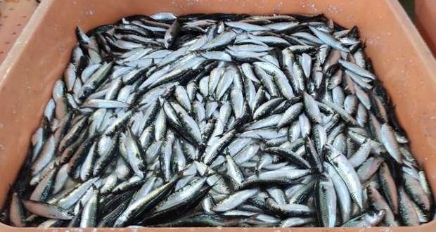 GNR apreende 2.7Ton. de sardinha por excesso de captura