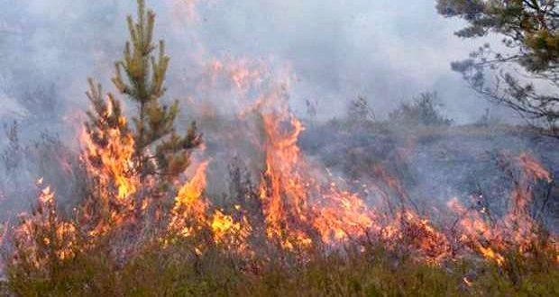 Queda no numero de Incêndios Florestais desde 2011