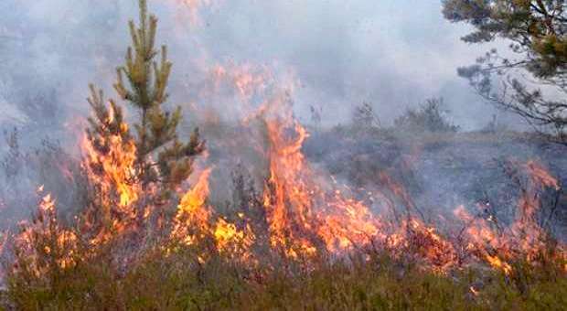 Queda no numero de Incêndios Florestais desde 2011