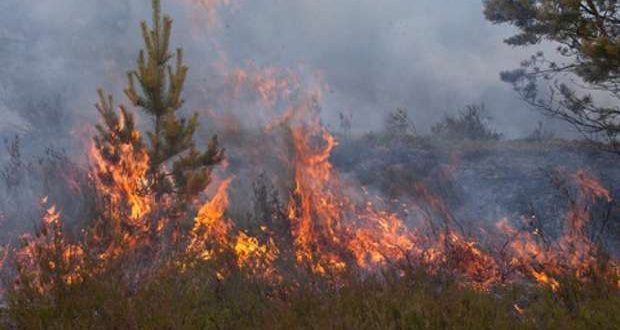 2021 regista o menor número de incêndios florestais