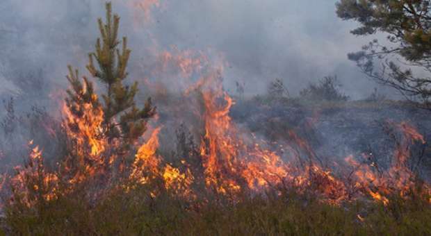 2021 regista o menor número de incêndios florestais