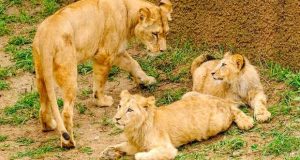 Jardim Zoológico apresenta as três crias de Leão