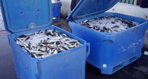 GNR apreende 900 kg de pescado por fuga à lota