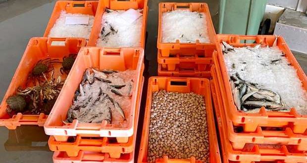 O Subdestacamento de Controlo Costeiro da GNR de Olhão, em colaboração com a Autoridade de Segurança Alimentar e Económica (ASAE), apreendeu na quarta feira (29), no acesso ao Porto de Pesca de Quarteira, 160 quilos de pescado por comercialização sem estarem garantidas as condições de higiene.