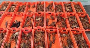 GNR apreende 138 quilos de lagosta em Sagres