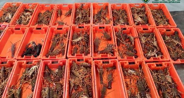 GNR apreende 138 quilos de lagosta em Sagres