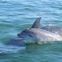 Crias de golfinhos nascidos em 2023 no Sado já têm nome