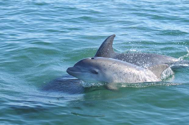 Crias de golfinhos nascidos em 2023 no Sado já têm nome